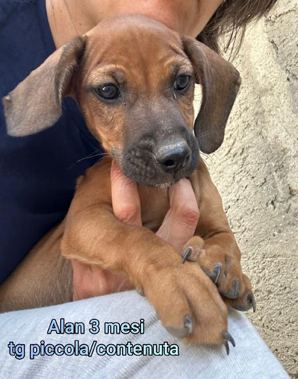 PICCOLI CAGNOLINI CERCANO FAMIGLIA Foto 7