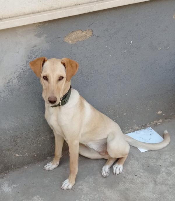 Sandy, Cucciolona In Cerca Di Famiglia 