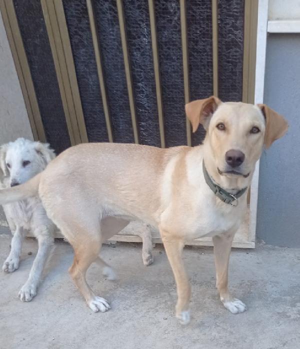 Sandy, cucciolona in cerca di famiglia  Foto 2