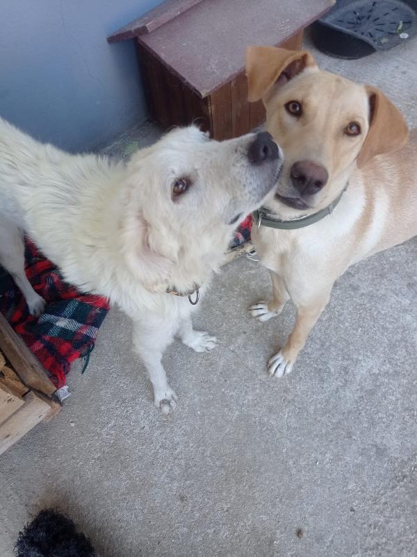 Sandy, cucciolona in cerca di famiglia  Foto 3