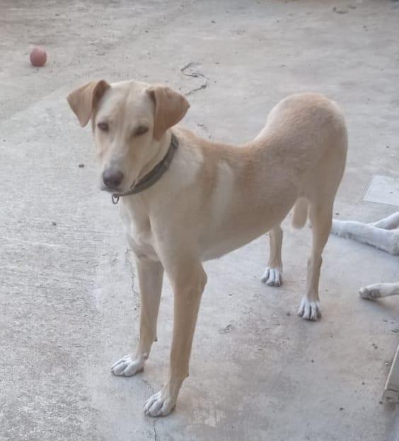 Sandy, cucciolona in cerca di famiglia  Foto 4