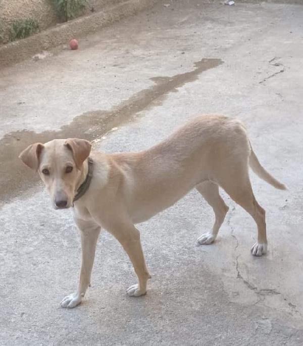 Sandy, cucciolona in cerca di famiglia  Foto 5