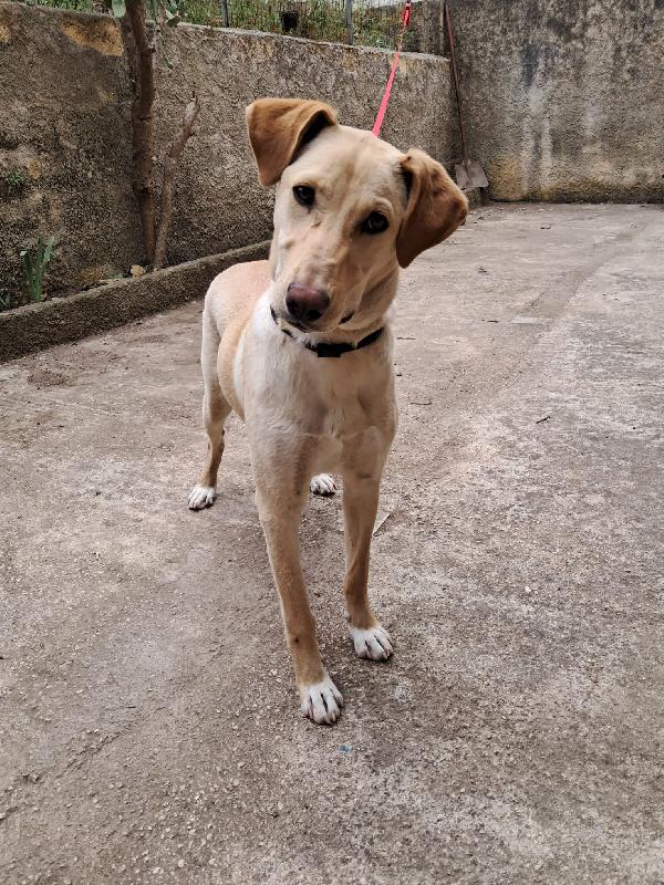 Sandy, cucciolona in cerca di famiglia  Foto 6
