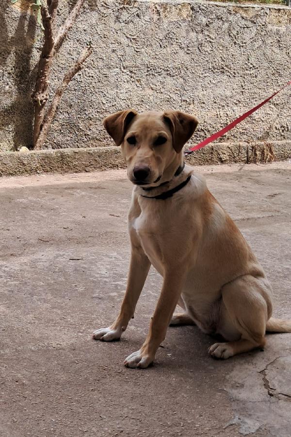 Sandy, cucciolona in cerca di famiglia  Foto 7