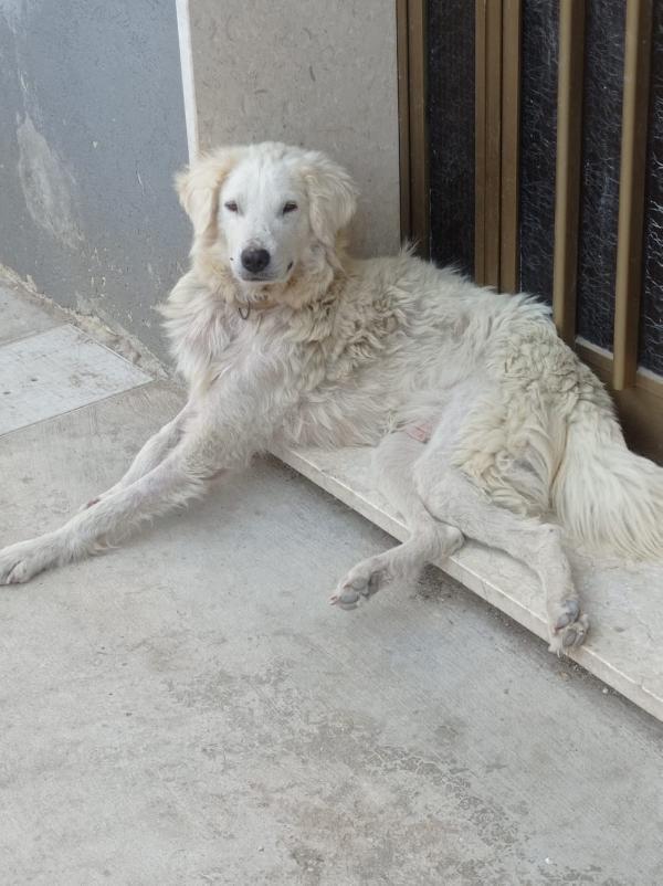 Belle, Simil Maremmanina/ Golden Merita Una Famiglia 