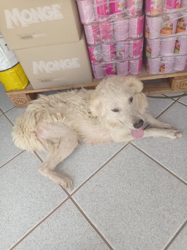 Belle, simil maremmanina/ golden merita una famiglia  Foto 3