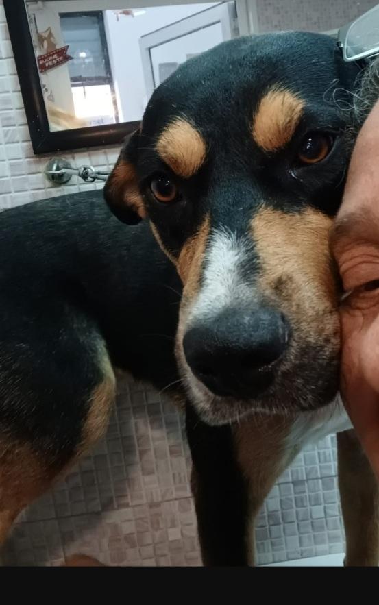Ho 3anni nero focato salvato 2anni fa..CATANIA Foto 4