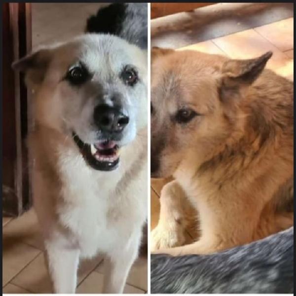 Rocky 13anni NN HA MAI AVUTO 1CASA Foto 4