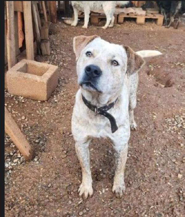 Fluk 2anni molossino spettacolare SOS CALABRIA Foto 3