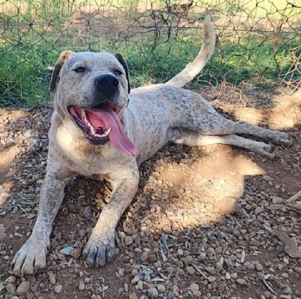 Fluk 2anni molossino spettacolare SOS CALABRIA Foto 7