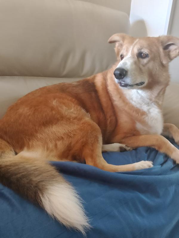 🚨 URGENTE Bigola  cerca casa o stallo urgente 🚨 Foto 5