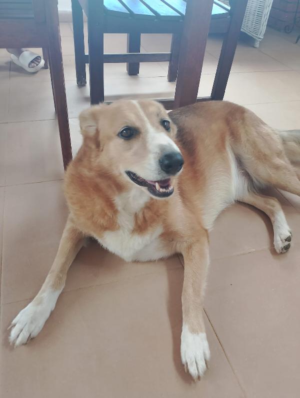 🚨 URGENTE Bigola  cerca casa o stallo urgente 🚨 Foto 7