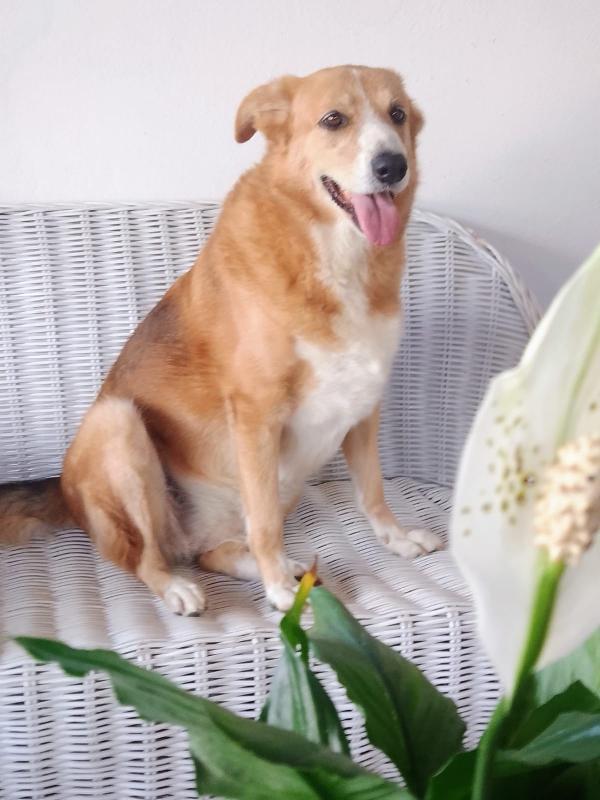 🚨 URGENTE Bigola  cerca casa o stallo urgente 🚨 Foto 8