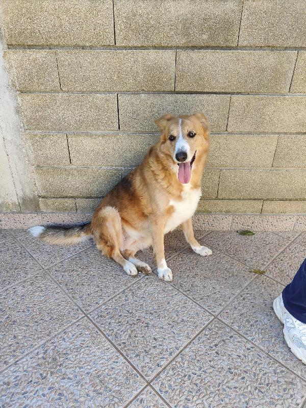 🚨 URGENTE Bigola  cerca casa o stallo urgente 🚨 Foto 10