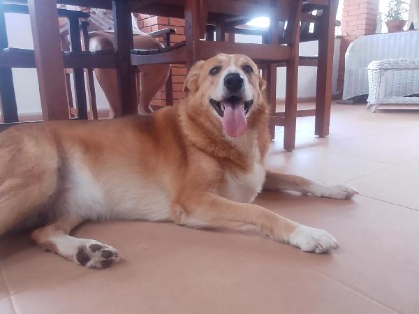 🚨 URGENTE Bigola  cerca casa o stallo urgente 🚨 Foto 11