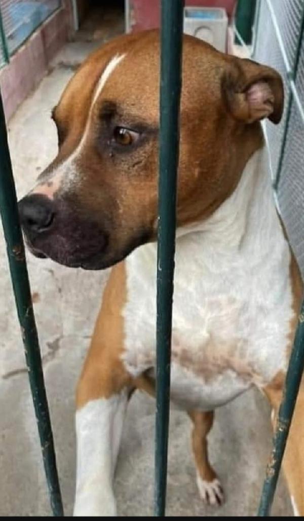 Amstaff 6Anni Viveva Coi Bimbi Poi Il Canile Lazio