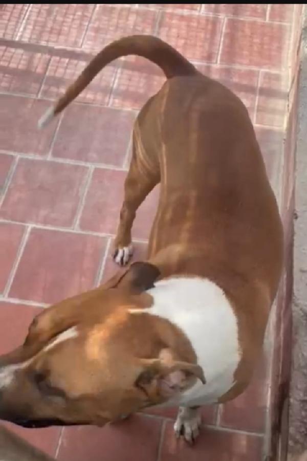 Amstaff 6anni viveva coi bimbi poi il canile LAZIO Foto 2
