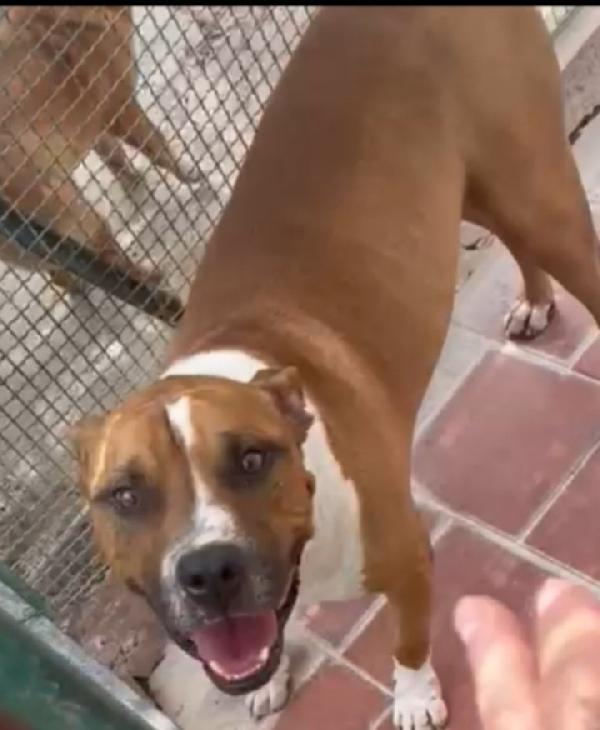 Amstaff 6anni viveva coi bimbi poi il canile LAZIO Foto 3