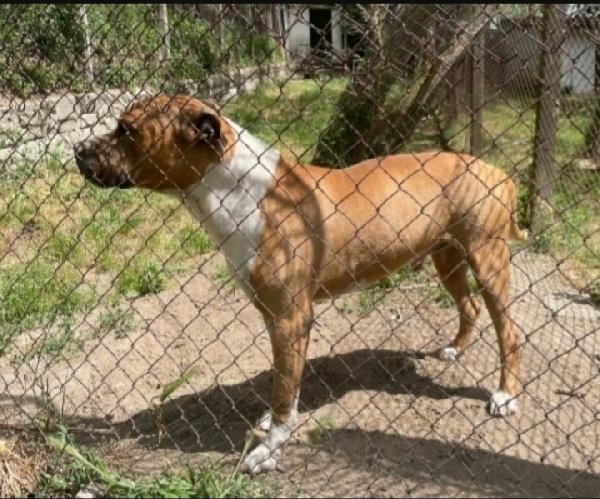 Amstaff 6anni viveva coi bimbi poi il canile LAZIO Foto 4