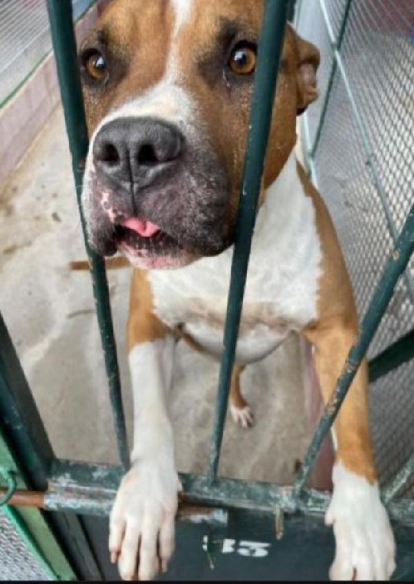 Amstaff 6anni viveva coi bimbi poi il canile LAZIO Foto 5