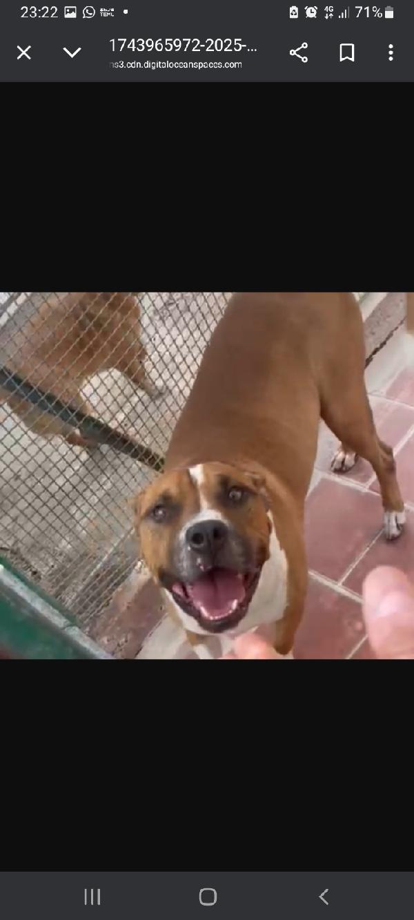 Amstaff 6anni viveva coi bimbi poi il canile LAZIO Foto 6