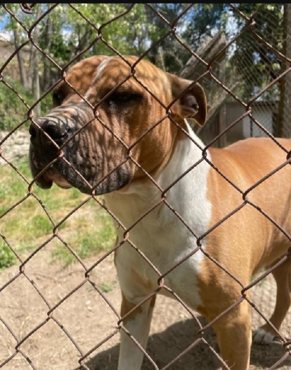 Amstaff 6anni viveva coi bimbi poi il canile LAZIO Foto 7