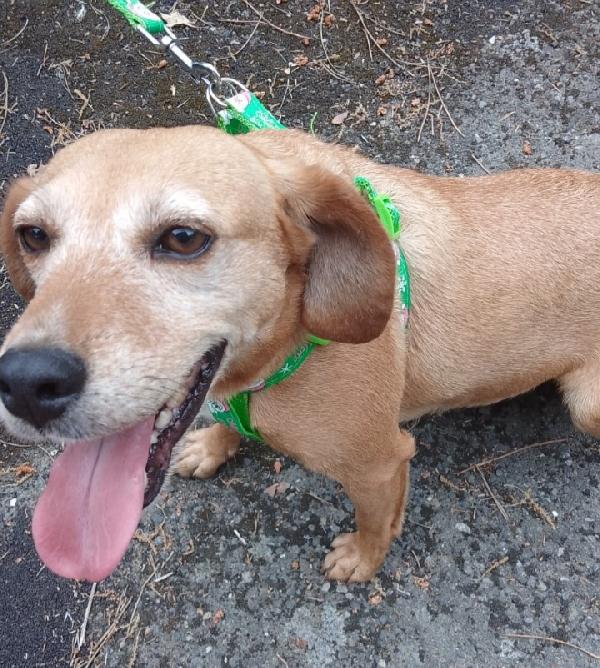 Femmina 5Anni Kg12 Fresca Di Abbandono. Sud