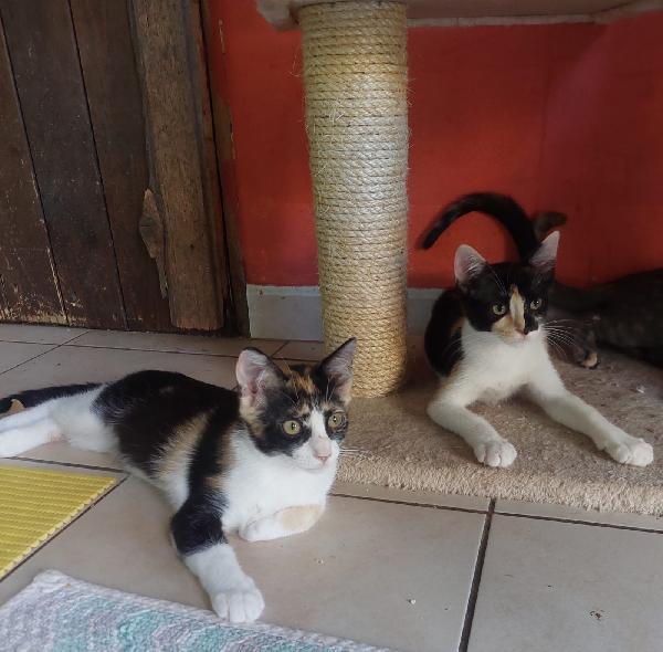 Fiona E La Sua Gemella Aspettano Una Famiglia