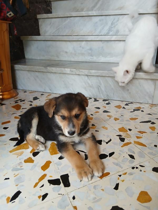Gemma Due Mesi