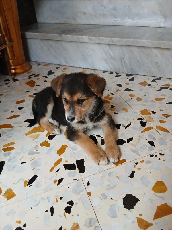 Gemma due mesi Foto 2