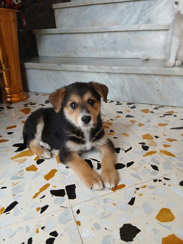Gemma due mesi Foto 3