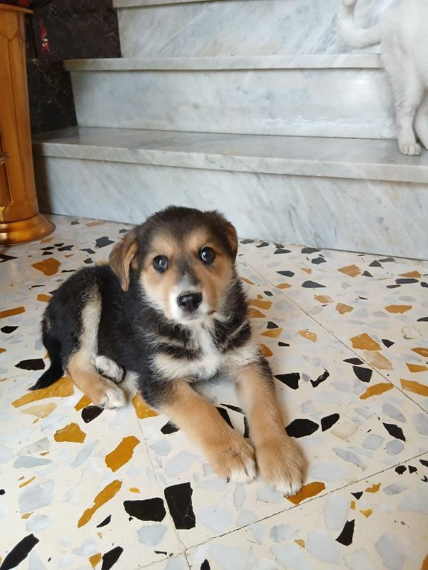 Gemma due mesi Foto 4