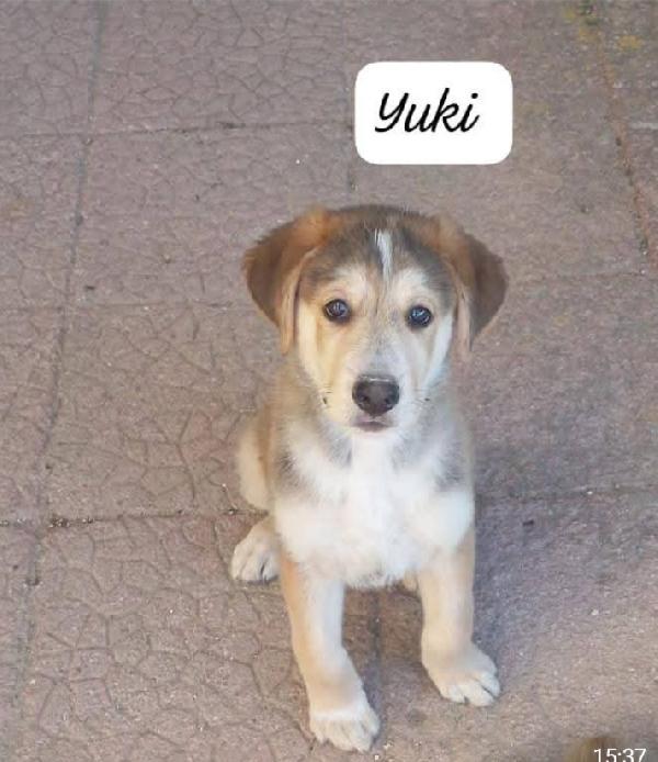 3Cuccioli Salvati Senza Mamma.siracusa