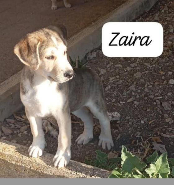 3cuccioli salvati senza mamma.SIRACUSA Foto 2