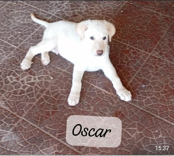 3cuccioli salvati senza mamma.SIRACUSA Foto 3