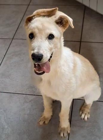 Sid Cucciolo Di 4 Mesi Meravigliosi Cerca Casa ❤️🐶