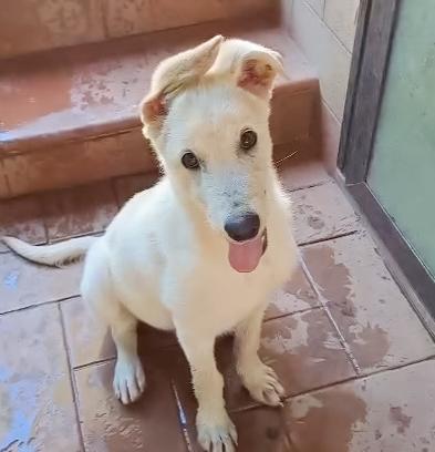 SID cucciolo di 4 mesi meravigliosi cerca casa ❤️🐶 Foto 4