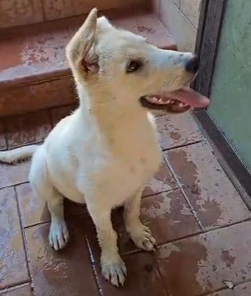 SID cucciolo di 4 mesi meravigliosi cerca casa ❤️🐶 Foto 5