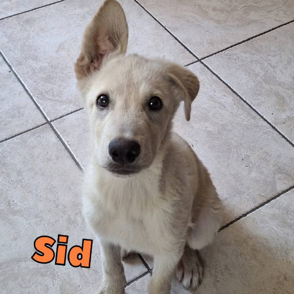 SID cucciolo di 4 mesi meravigliosi cerca casa ❤️🐶 Foto 6