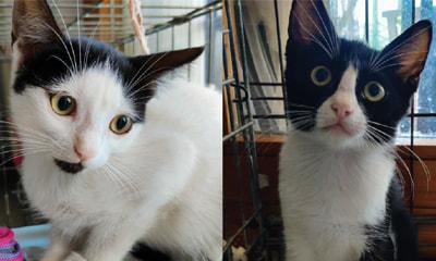 Maja E Mago': Micine Di 3 Mesi Cercano Fam. 