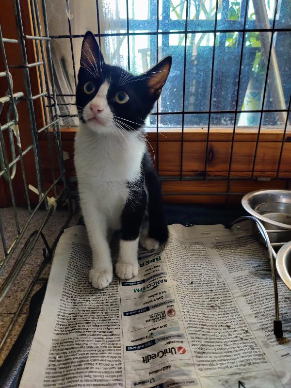 MAJA E MAGO': MICINE DI 3 MESI CERCANO FAM.  Foto 5
