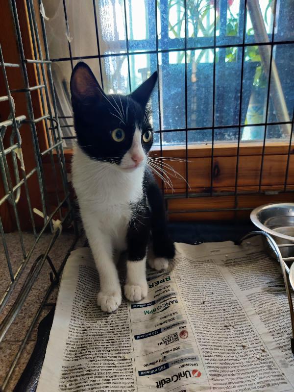 MAJA E MAGO': MICINE DI 3 MESI CERCANO FAM.  Foto 7