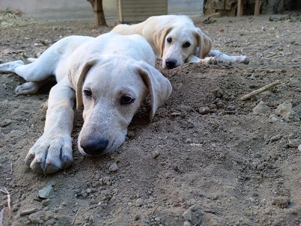 Fratello/sorella 6mesi mix Labrador  Foto 3