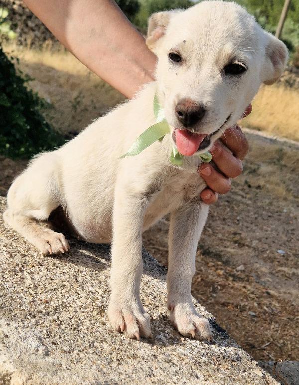 CHIARA,NON DEVE FINIRE IN CANILE.ADOTTABILE IN TUTTA ITALIA! Foto 4