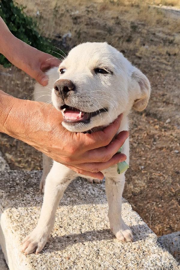CHIARA,NON DEVE FINIRE IN CANILE.ADOTTABILE IN TUTTA ITALIA! Foto 10