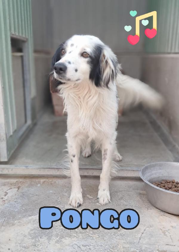Pongo giovane mix setter  Foto 1