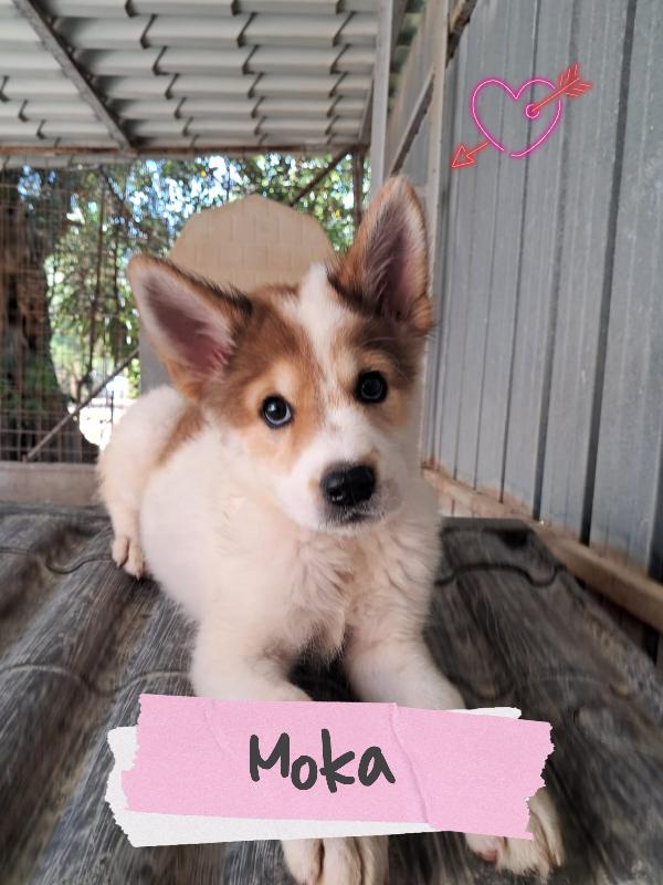 Moka Cucciola Mix Siberian Husky 