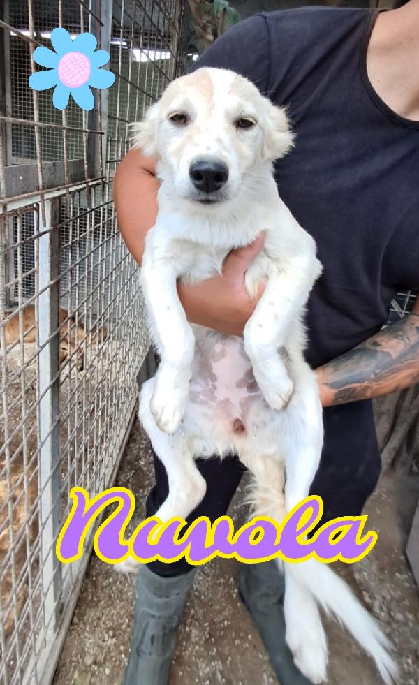 Arya E Nuvola Cucciole Taglia Piccola 
