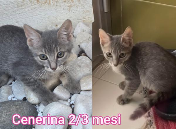 Stupendi Gattini! Adozioni