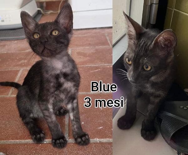 STUPENDI GATTINI! ADOZIONI Foto 2